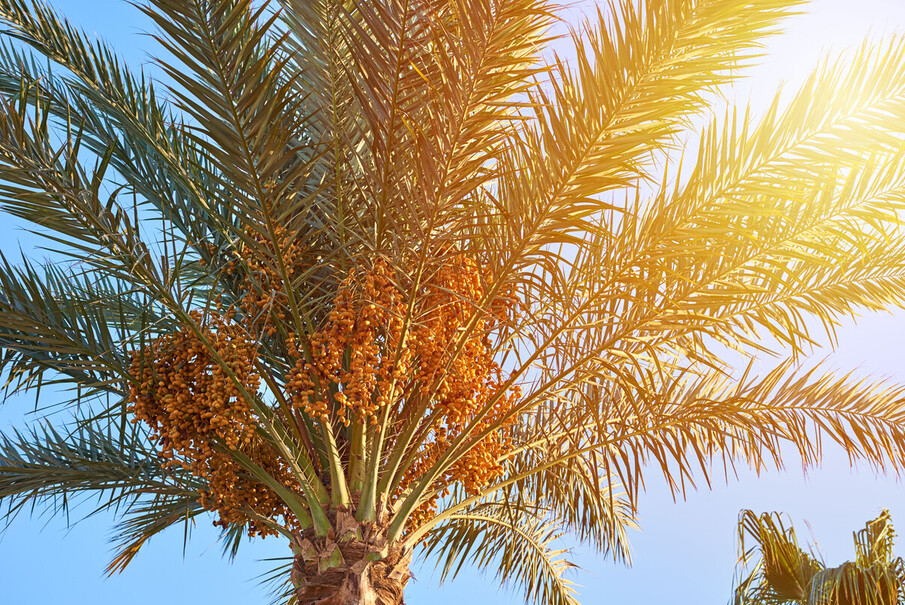 فتح باب التسجيل لفعالية قرية النخيل بالأحساء	